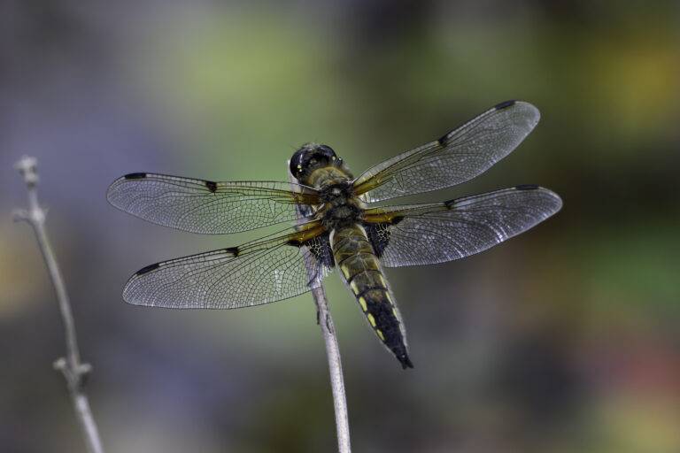 Four Spotted Chaser by Ian Dale