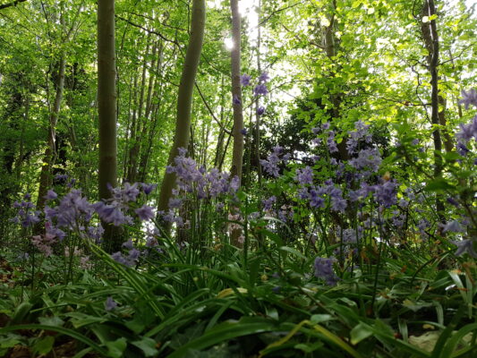 Low-angle view of a sunlit woodland with slender tree trunks and purple flowers in the foreground.