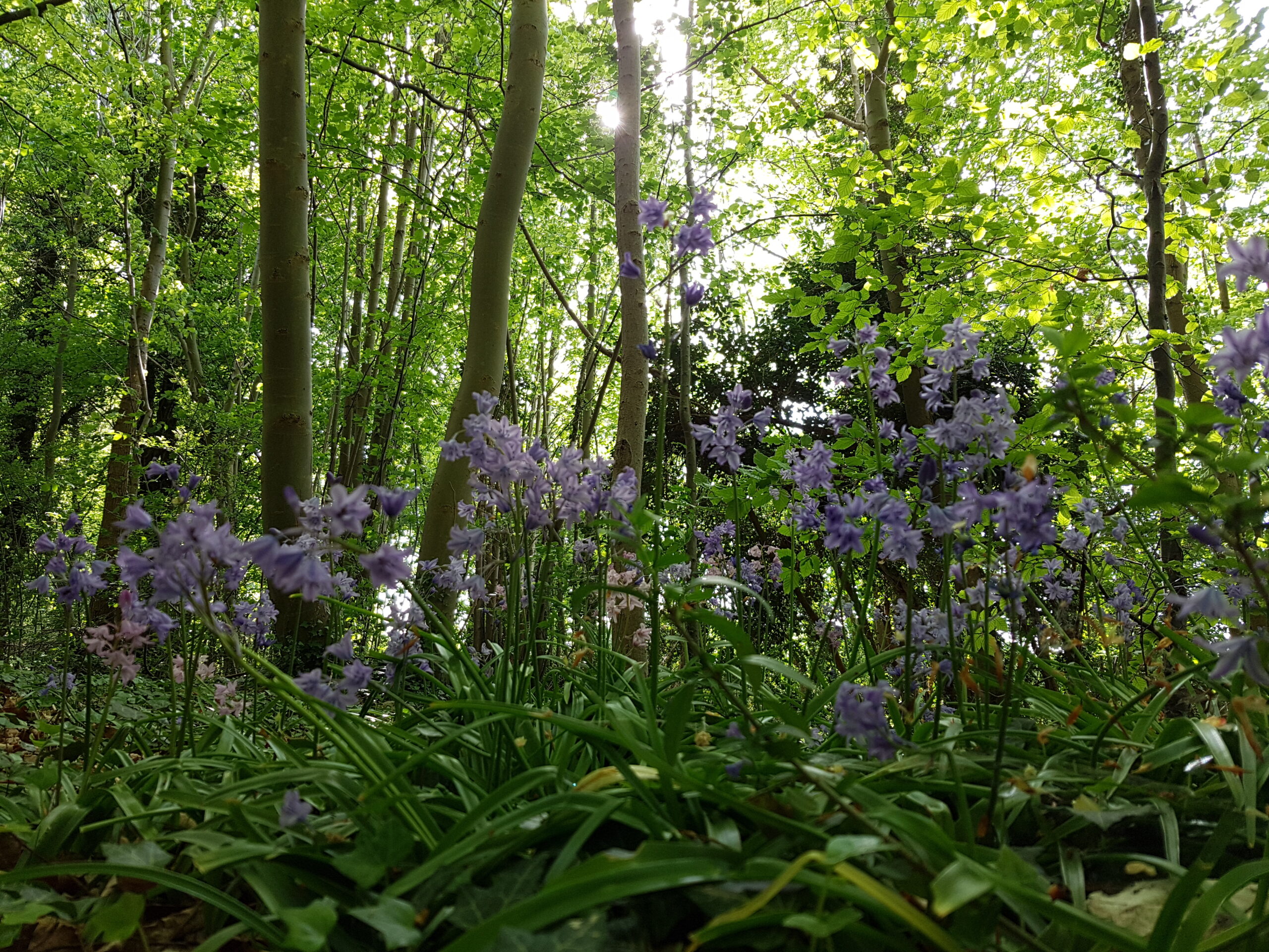 Low-angle view of a sunlit woodland with slender tree trunks and purple flowers in the foreground.