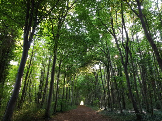 Dirt path through a dense, green forest with tall trees arching overhead and sunlight filtering through leaves.