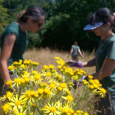 Two volunteers in green shirts work in a sunlit meadow among yellow wildflowers, with one wearing gloves and a visor in the background.