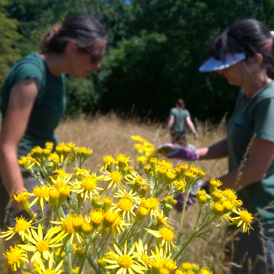 Two volunteers in green shirts work in a sunlit meadow among yellow wildflowers, with one wearing gloves and a visor in the background.